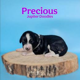 Precious - Black tri-color female Aussiedoodle puppy in Lake Bronson, Minnesota from Jupiter Doodles