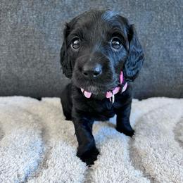 Sugar - Black female Dachshund puppy in Ocala, Florida from Weenie Boops