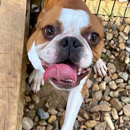 Bacon - Boston Terrier
