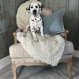 Black White Male - White and black male Dalmatian puppy in Fayette, Missouri from Lazy B Bassets and Dalmatians