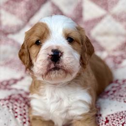 Dustin-Orange collar boy - Red male Bernedoodle puppy in Colorado Springs, Colorado from Mercy Mountain Bernedoodles