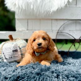 Pretzel - Red male Cavapoo puppy in Statesville, North Carolina from Doodle Babies