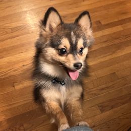 Monkey  - Pomsky