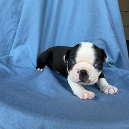 Girl 2 - Black and white female Boston Terrier puppy in Mustang, Oklahoma from Katelyn’s Boston terriers