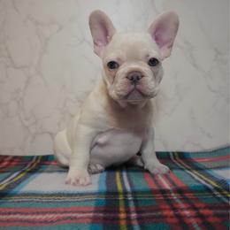 Terra - Cream female French Bulldog puppy in Citrus Heights, California from Cali Rooted Bullyz