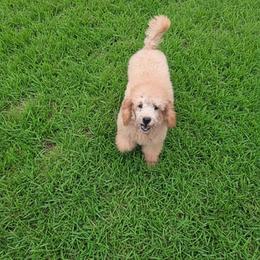Evee - Apricot female Poodle puppy in Kountze, Texas from CaviCajun Kennels