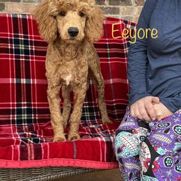 Poodle Puppies from Flint River Poodles