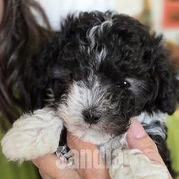 Girl 1 - female Havanese puppy in Sandy, Utah from Sandia