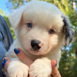 Shortbread - Blue merle male Miniature Australian Shepherd puppy in Ringgold, Louisiana from Barrett's Buddies