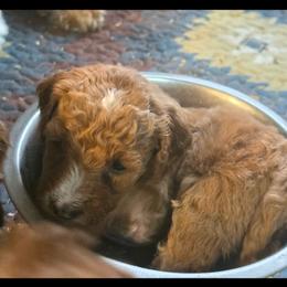 Kai (Purple girl) - Apricot female Poodle puppy in Griswold, Connecticut from Flatrock Kennels of CT