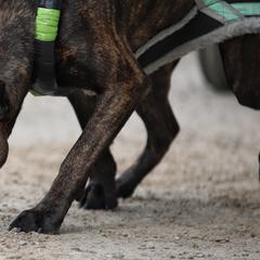 Perro de Presa Canarios from Terra Presa