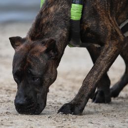 Perro de Presa Canarios from Terra Presa