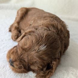 Goldendoodle Puppies from Amy's Goldendoodles