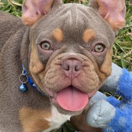 AKC French Bulldog Blaze - Tricolors male French Bulldog puppy in Cape Coral, Florida from Taylor’s Frenchies LLC