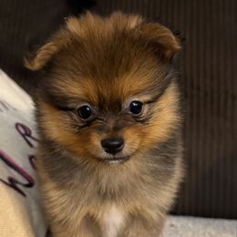 Boy 2 - Wolf sable male Pomeranian puppy in Gadsden, Alabama from Rich Cat’s