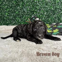 Brown boy - Black male Bernedoodle puppy in Modesto, California from Two Doods Doodles