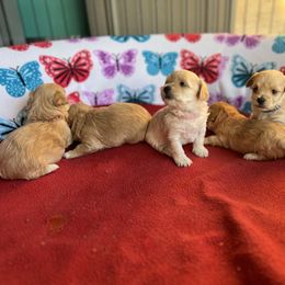 Maltese, Maltipoo, and Poodle Puppies from Healing Pawz LLC