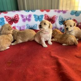 Maltese, Maltipoo, and Poodle Puppies from Healing Pawz LLC
