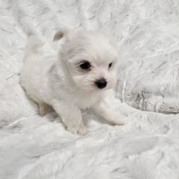 Milady - White female Maltese puppy in Austin, Texas from Austin Maltese Babies