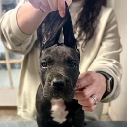Four Roses - Black and white female Great Dane puppy in Chapmansboro, Tennessee from Balthrop Bend Farms