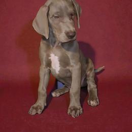 Aria - Chocolate female Great Dane puppy in Walker, Louisiana from La Rebel Danes