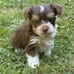 Yorkshire Terrier puppies from Bryan & Karen