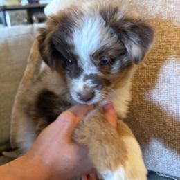 Male 1 - Red merle male Toy Australian Shepherd puppy in Gilbert, Arizona from LittleLegacyDoodles