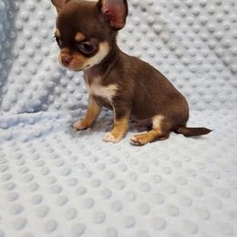 Boy 1 - Chocolate and tan male Chihuahua puppy in Richmond, Virginia from Breens