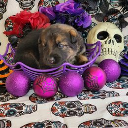 German Shepherd Puppies from Persevere Kennels
