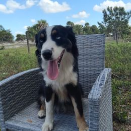 Daisy - Australian Shepherd