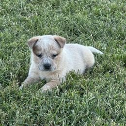 Girl 5 - Red Collar - Red speckled female Australian Cattle Dog puppy in Nevada, Missouri from Back Road Dog Company, LLC