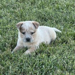 Girl 5 - Red Collar - Red speckled female Australian Cattle Dog puppy in Nevada, Missouri from Back Road Dog Company, LLC