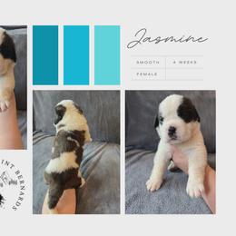 Jasmine - Mahogany and white female Saint Bernard puppy in Saltsburg, Pennsylvania from Loyal Ridge Saint Bernards