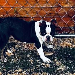 Levi - Boston Terrier