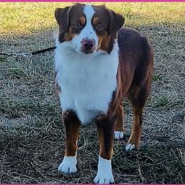 Cinder - Miniature American Shepherd