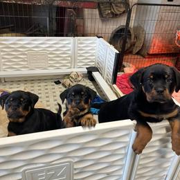 Boy 5 - Black and mahogany male Rottweiler puppy in Delta, Pennsylvania from Von Hause Hushon Rottweilers