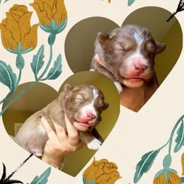 Sprout - Red and white male Siberian Husky puppy in Florence, Kentucky from Moonlight Howl Huskies