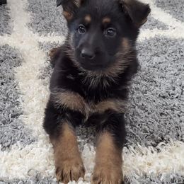 German Shepherds from TTS German Shepherds