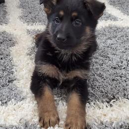 German Shepherds from TTS German Shepherds