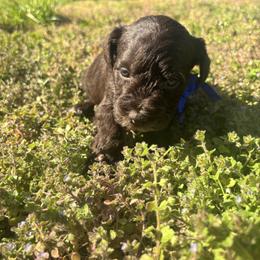 Boy 3 - Black male Miniature Schnauzer puppy in Dunlap, Tennessee from Beards of Glory