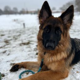 Dixi Von Zeal (Coco) - Black and red female German Shepherd puppy in Aurora, Illinois from Fairhaven German Shepherds