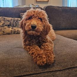 Charlie - Red  female Goldendoodle puppy in Forest, Ohio from Mini Doodle Buddies