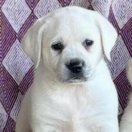 Boy 1 - Yellow male Labrador Retriever puppy in Jamestown, Ohio from Heartlands Quality Labrador Retrievers
