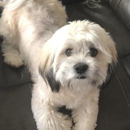 Coupe - Lhasa Apso