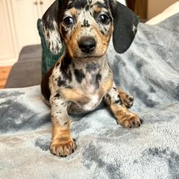 Girl 6 - Dapple female Dachshund puppy in Hollidaysburg, Pennsylvania from Weenie Bros