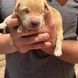 Brown Male - Yellow male Labrador Retriever puppy in Franklin, Virginia from Oak Hollow Retrievers