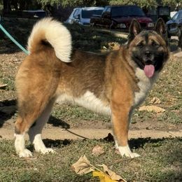Amleth - Akita