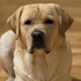 Colt - Labrador Retriever