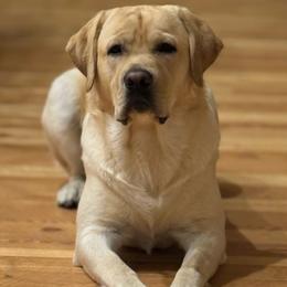 Colt - Labrador Retriever
