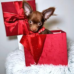 Chihuahua Puppies from Petite Pups LLC